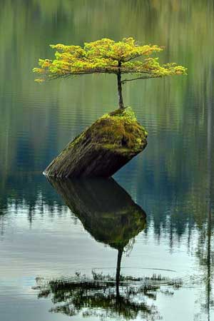 peaceful tree in water